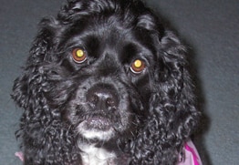 Phoebe has the best dog insurance for Cocker Spaniels.
